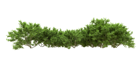 Green forest isolated on background. 3d rendering - illustration png