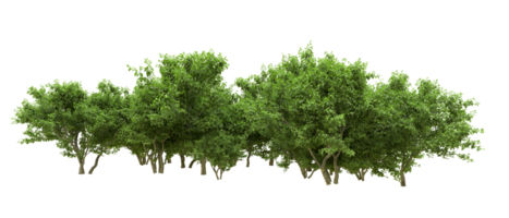 Green forest isolated on background. 3d rendering - illustration png
