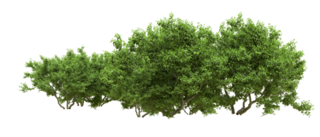 verde floresta isolado em fundo. 3d Renderização - ilustração png