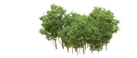 Green forest isolated on background. 3d rendering - illustration png