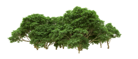 Green forest isolated on background. 3d rendering - illustration png