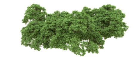 verde bosque aislado en antecedentes. 3d representación - ilustración png