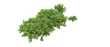Green forest isolated on background. 3d rendering - illustration png