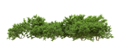 Green forest isolated on background. 3d rendering - illustration png