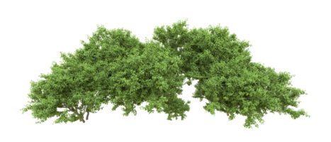 verde foresta isolato su sfondo. 3d interpretazione - illustrazione png