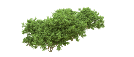 verde foresta isolato su sfondo. 3d interpretazione - illustrazione png