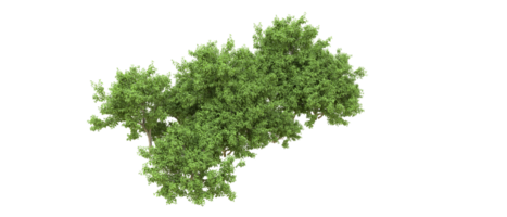 verde foresta isolato su sfondo. 3d interpretazione - illustrazione png