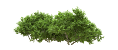 vert forêt isolé sur Contexte. 3d le rendu - illustration png