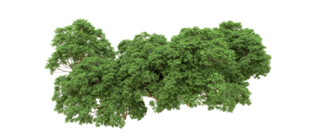 Grün Wald isoliert auf Hintergrund. 3d Rendern - - Illustration png