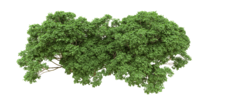 grön skog isolerat på bakgrund. 3d tolkning - illustration png