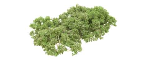 verde foresta isolato su sfondo. 3d interpretazione - illustrazione png