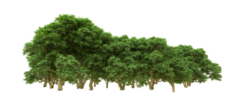 verde floresta isolado em fundo. 3d Renderização - ilustração png