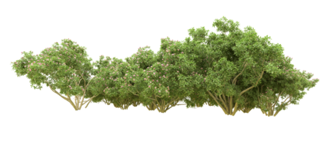 Green forest isolated on background. 3d rendering - illustration png