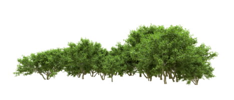 Green forest isolated on background. 3d rendering - illustration png