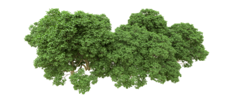 verde bosque aislado en antecedentes. 3d representación - ilustración png