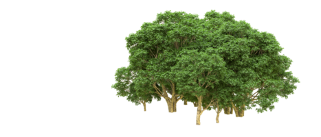 Green forest isolated on background. 3d rendering - illustration png