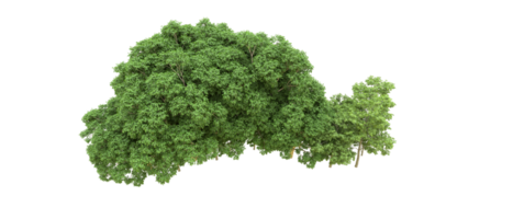 Green forest isolated on background. 3d rendering - illustration png