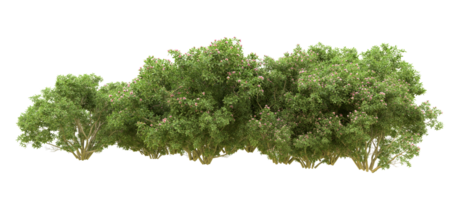 Green forest isolated on background. 3d rendering - illustration png