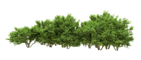 Green forest isolated on background. 3d rendering - illustration png