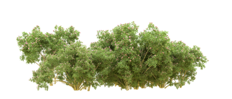 Green forest isolated on background. 3d rendering - illustration png