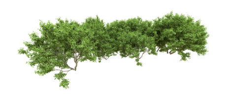 verde floresta isolado em fundo. 3d Renderização - ilustração png