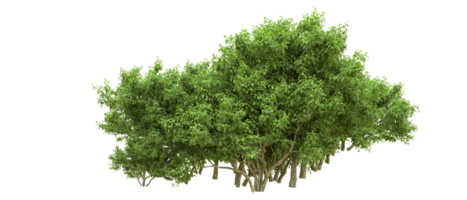 vert forêt isolé sur Contexte. 3d le rendu - illustration png