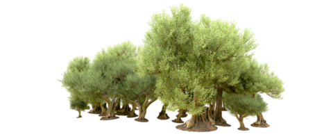 Green forest isolated on background. 3d rendering - illustration png