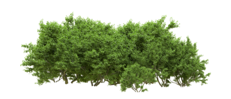 vert forêt isolé sur Contexte. 3d le rendu - illustration png