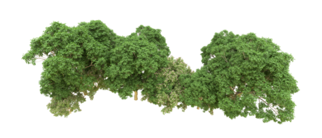 Green forest isolated on background. 3d rendering - illustration png