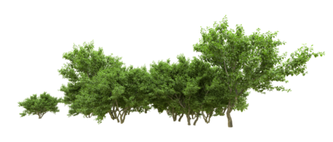 Green forest isolated on background. 3d rendering - illustration png