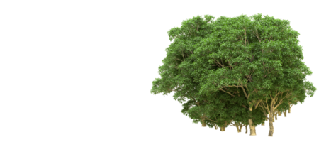 vert forêt isolé sur Contexte. 3d le rendu - illustration png