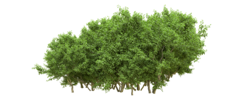 Green forest isolated on background. 3d rendering - illustration png