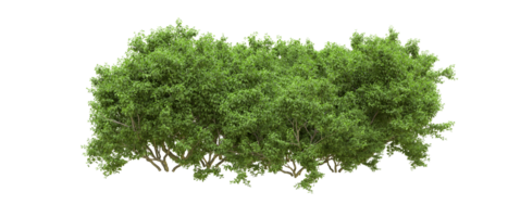 verde foresta isolato su sfondo. 3d interpretazione - illustrazione png