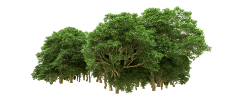 Green forest isolated on background. 3d rendering - illustration png