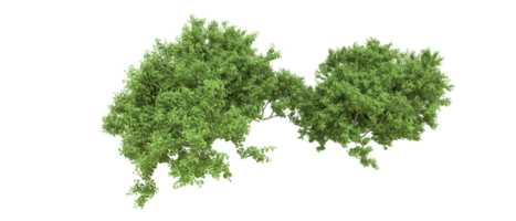 verde foresta isolato su sfondo. 3d interpretazione - illustrazione png