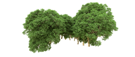 Green forest isolated on background. 3d rendering - illustration png