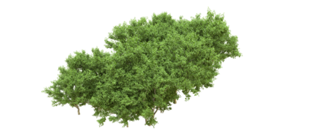 Green forest isolated on background. 3d rendering - illustration png