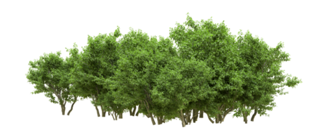 Green forest isolated on background. 3d rendering - illustration png