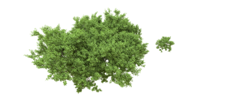 Green forest isolated on background. 3d rendering - illustration png