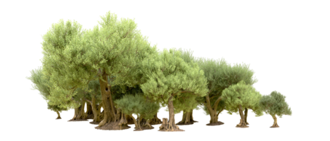 Green forest isolated on background. 3d rendering - illustration png