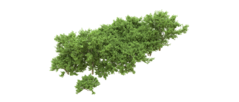 verde foresta isolato su sfondo. 3d interpretazione - illustrazione png