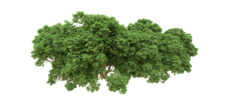 Green forest isolated on background. 3d rendering - illustration png