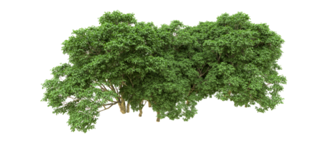 verde floresta isolado em fundo. 3d Renderização - ilustração png