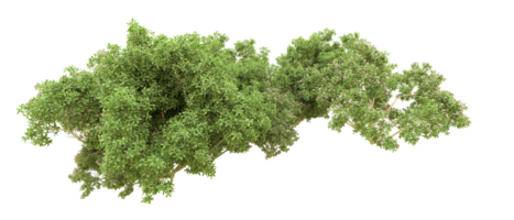 Grün Wald isoliert auf Hintergrund. 3d Rendern - - Illustration png