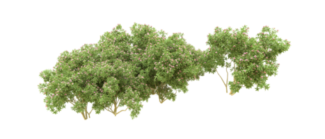 verde floresta isolado em fundo. 3d Renderização - ilustração png