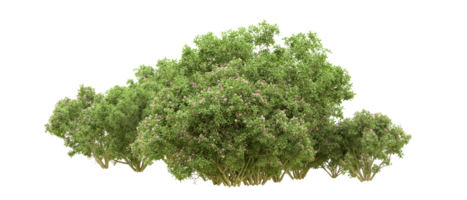 vert forêt isolé sur Contexte. 3d le rendu - illustration png