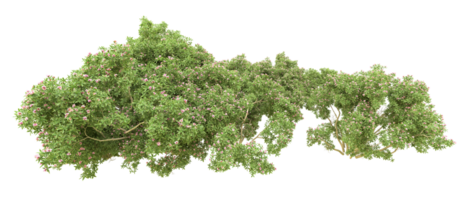 groen Woud geïsoleerd Aan achtergrond. 3d renderen - illustratie png