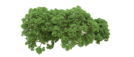 verde foresta isolato su sfondo. 3d interpretazione - illustrazione png