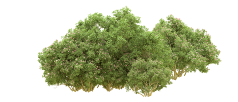 verde floresta isolado em fundo. 3d Renderização - ilustração png