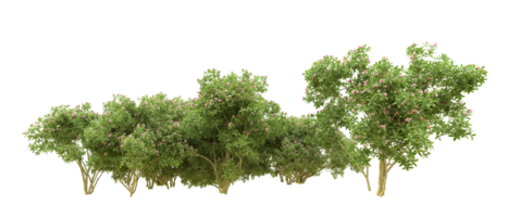 vert forêt isolé sur Contexte. 3d le rendu - illustration png